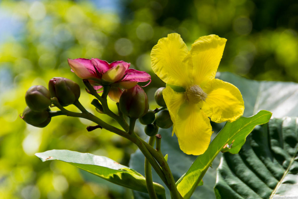 Synchronously Monoecious The Adventures of Ro + Eug